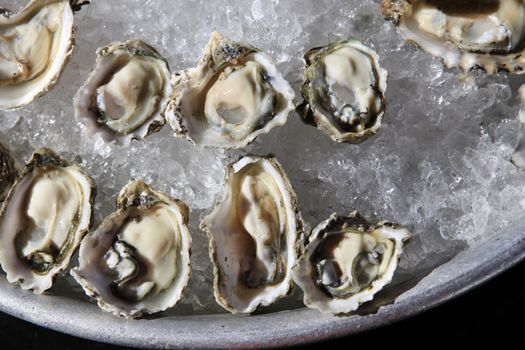 Opened oysters on ice 