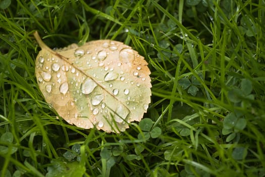 Fallen Rose leaf with dewdrops in the morning on grass with clover in late summer