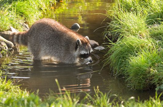 Common raccoon or Procyon lotor in evening sun searching for food in water