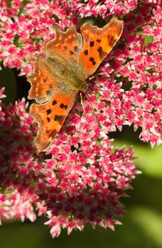 Comma butterfly or Polygonia c-album feeding on Sedum flowers in summersun