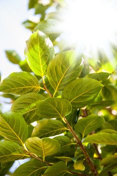 Green leaves inside a sunny white sky