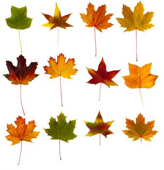 A collection of twelve colorful autumnal leaves