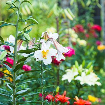 White lily on the flowerbed, close up