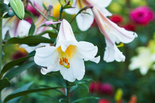 White lily on the flowerbed, close up