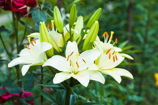 White lily on the flowerbed, close up