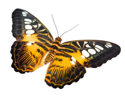 Tropical orange and black - butterfly isolated on white background