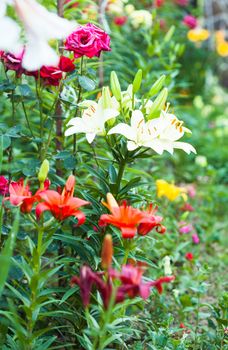 White lily on the flowerbed, close up