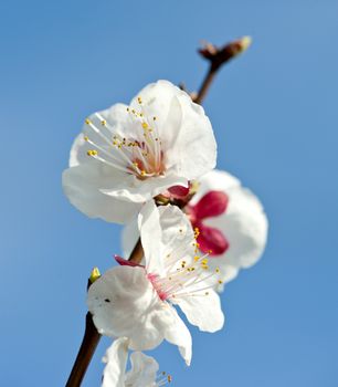 Beautiful white peach flowers close up in a garden