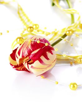 Tulip and yellow beads. Spring flower. Motley tulip. Red and yellow tulip. 