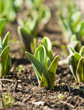 Little plants of tulip in a garden