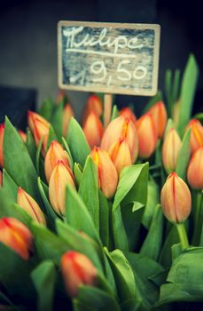 Many tulip in front a wooden label