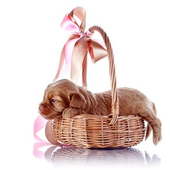 Puppy in a wattled basket with a bow. Puppy of a decorative doggie. Decorative dog. Puppy of the Petersburg orchid on a white background