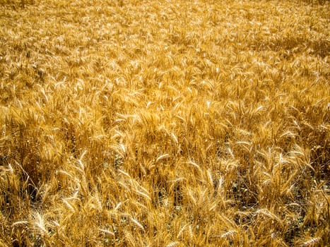 Wheat sunlit on a California field