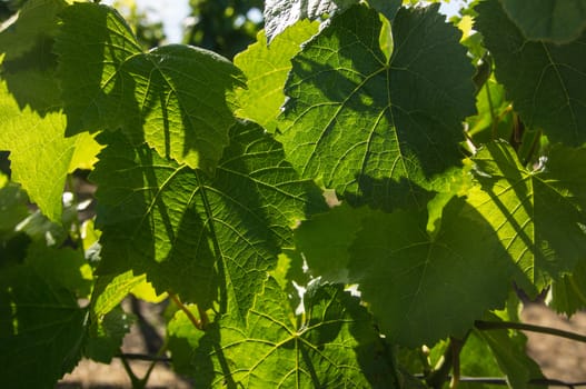 Sunlight through grape leaves on vine