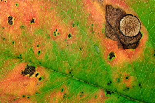 Abstract Beautiful Colorful Autumn leaf background. Macro