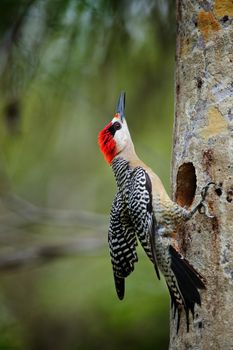 West Indian Woodpecker (Melanerpes superciliaris) .  Cuba