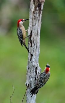 Couple of West Indian Woodpecker (Melanerpes superciliaris) .  Cuba