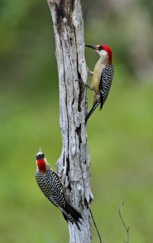 Couple of West Indian Woodpecker (Melanerpes superciliaris) .  Cuba