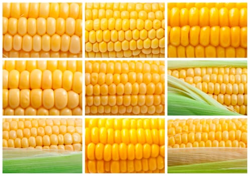 Collection of yellow corn