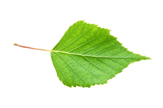 Beautiful macro photo of green leaf, isolated on white background
