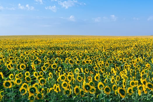 Beautiful blooming field of sunflowers under blue sky