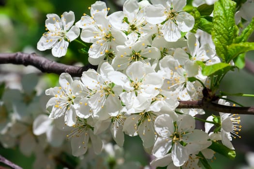 Beautiful spring blossom of apple cherry tree with white flowers