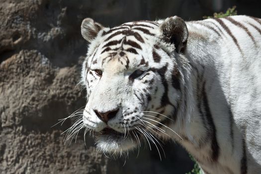 Beautiful close-up portrait of majestic White Tiger