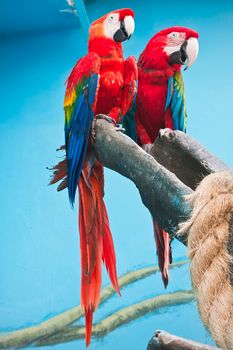 Couple of cute tropical parrots Ara macao or Scarlet Macaw