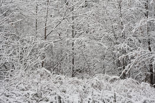 Nice photo of winter forest covered by white snow