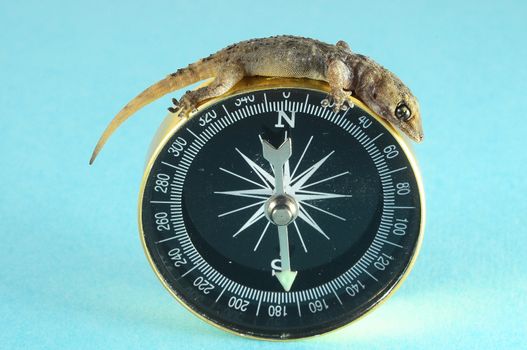 One Small Gecko Lizard and Compass on a colored Background