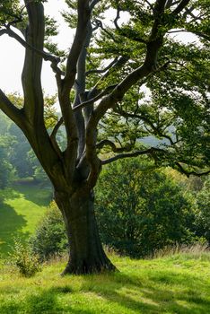 Beautiful tree in a park