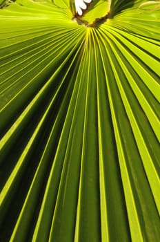 Lines and Textures of a Green Palm Leaf
