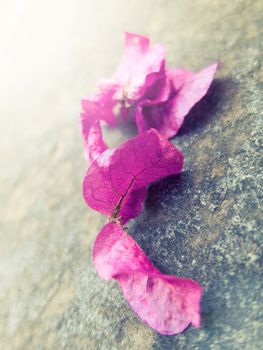 Pink Bougainvillea leaves on a stone background