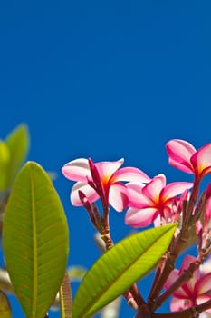 Flowers on a tree and blue sky in Koh Ngai island Thailand