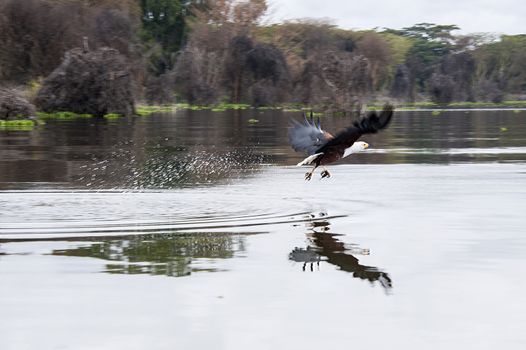 African Fish Eagle action in Naivasha Lake of Kenya.