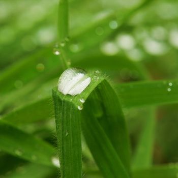 Drop of water over blade of grass