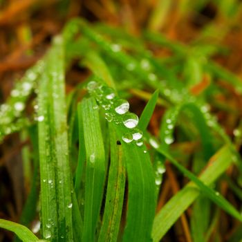 Drops of water over blades of grass