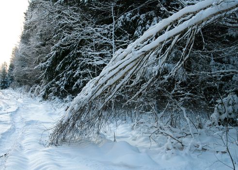 Birch branches in the winter wood bent under weight of snow.