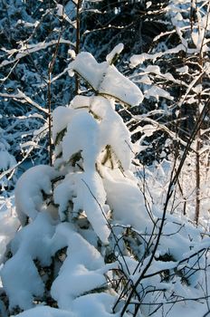 Small fir covered with snow in the winter wood.