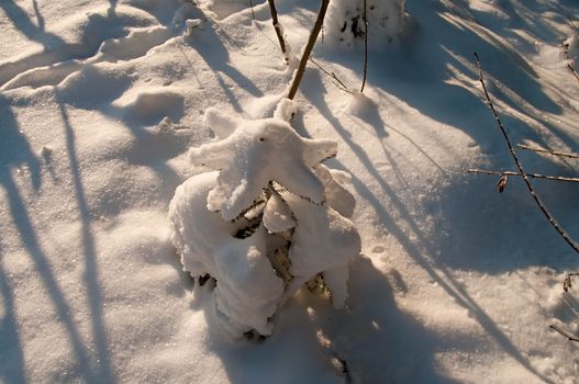 Small fir-tree covered with snow in the winter wood.