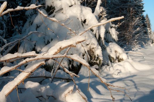 Branches covered with snow against a winter forest.