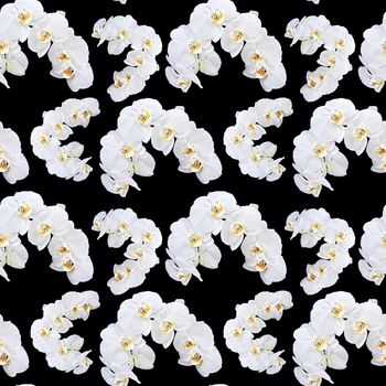 Floral background. White orchid seamless pattern