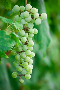 Brunches of ripe grapes with green leaves on vine