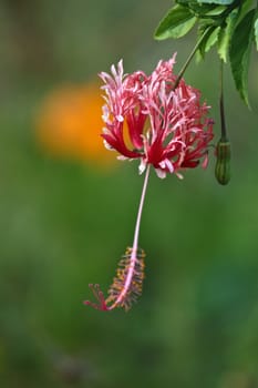 Flowers from Koh Ngai island Thailand