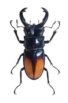 Huge bug with horns Odontolabis Spectabilis isolated on white background