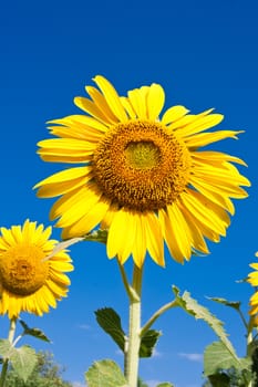 Beautiful close-up photo of big yellow sunflower