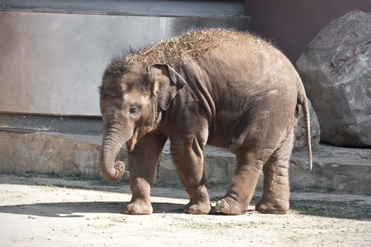 Beautiful photo of small baby elephant walking in zoo