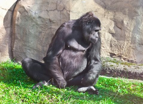 Nice photo of black African gorilla in zoo