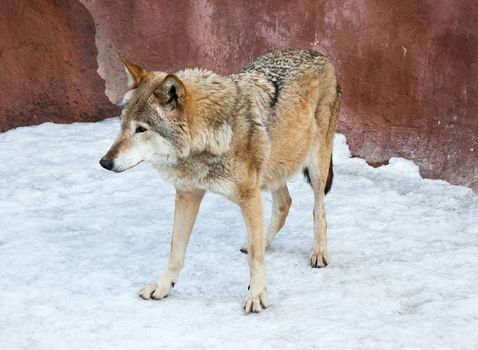 Nice close up portrait of gray wolf