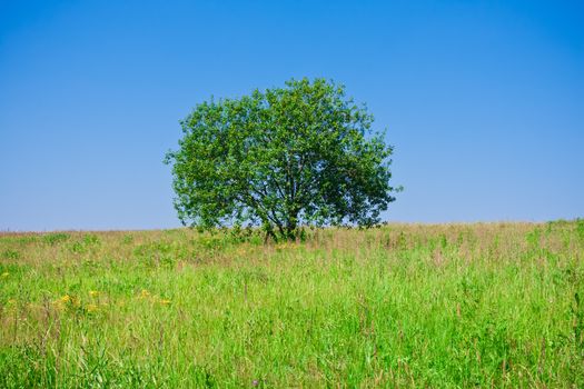 Beautiful photo of single tree in green field